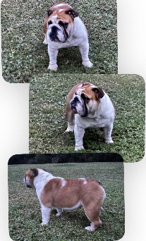 Ivy litter2 Ivy litter2