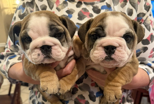 Ivyredgirls Ivyredgirls