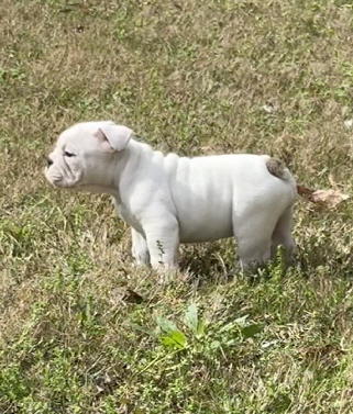 Ivywhitegirl Ivywhitegirl