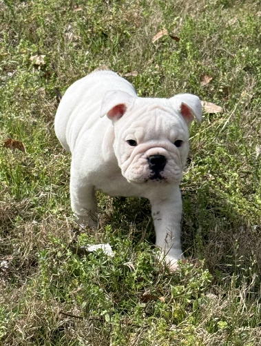 Ivywhitegirl3 Ivywhitegirl3