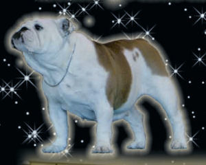AvaStar