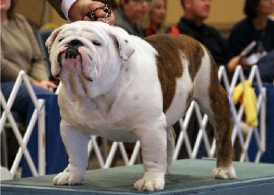 Nitro-Retouch-c-Web-puppypage Nitro-Retouch-c-Web-puppypage