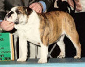 StarPuppy StarPuppy